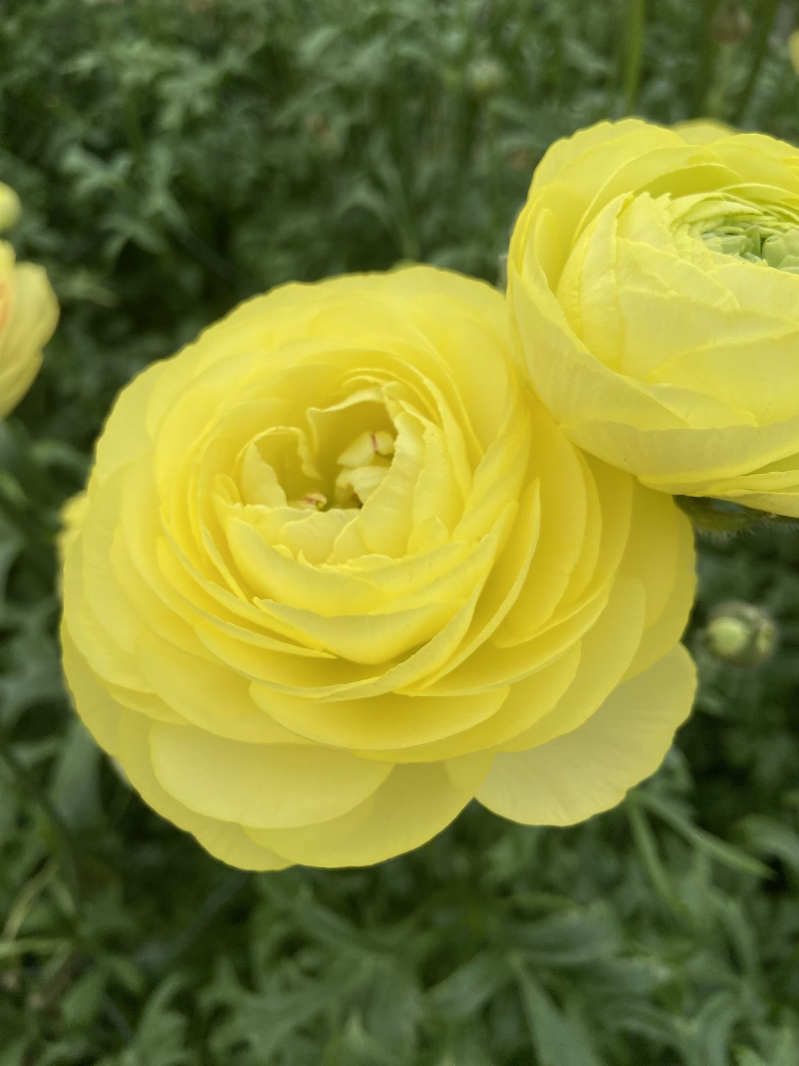 Ranunculus Romance™ Quimper®