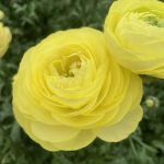 Ranunculus Romance™ Quimper®