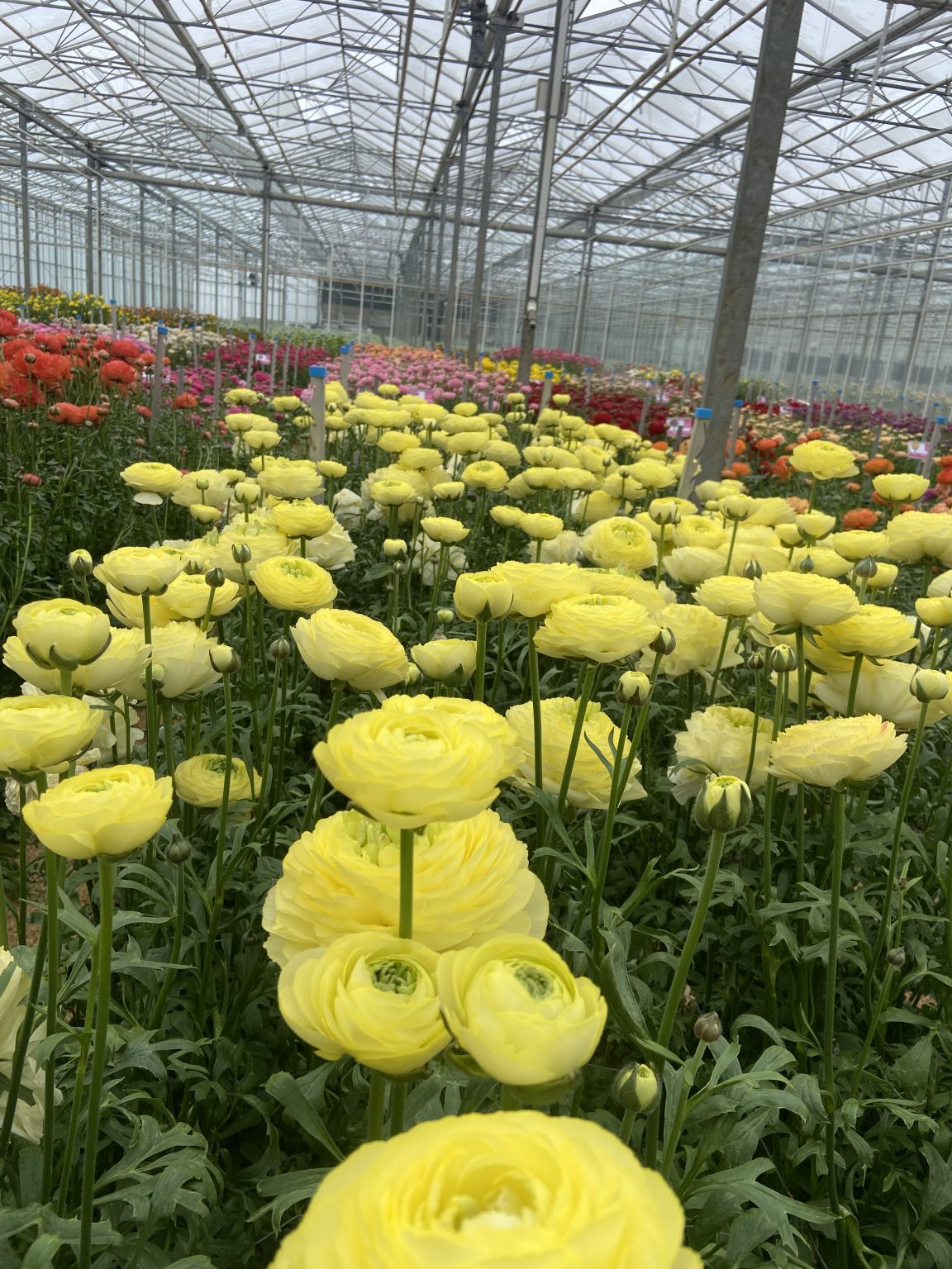 Ranunculus Romance™ Quimper®