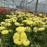 Ranunculus Romance™ Quimper®