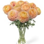 Ranunculus Romance™ Salerno®