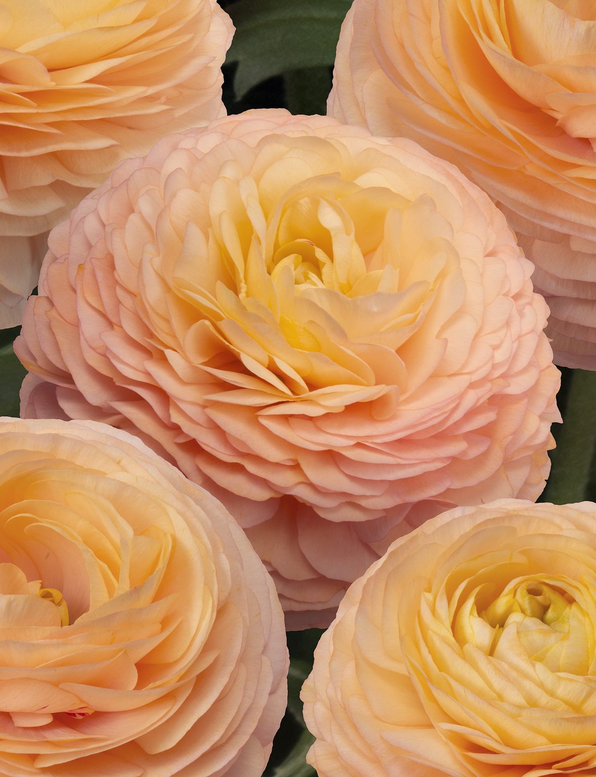 Ranunculus Romance™ Salerno®