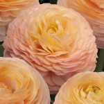 Ranunculus Romance™ Salerno®
