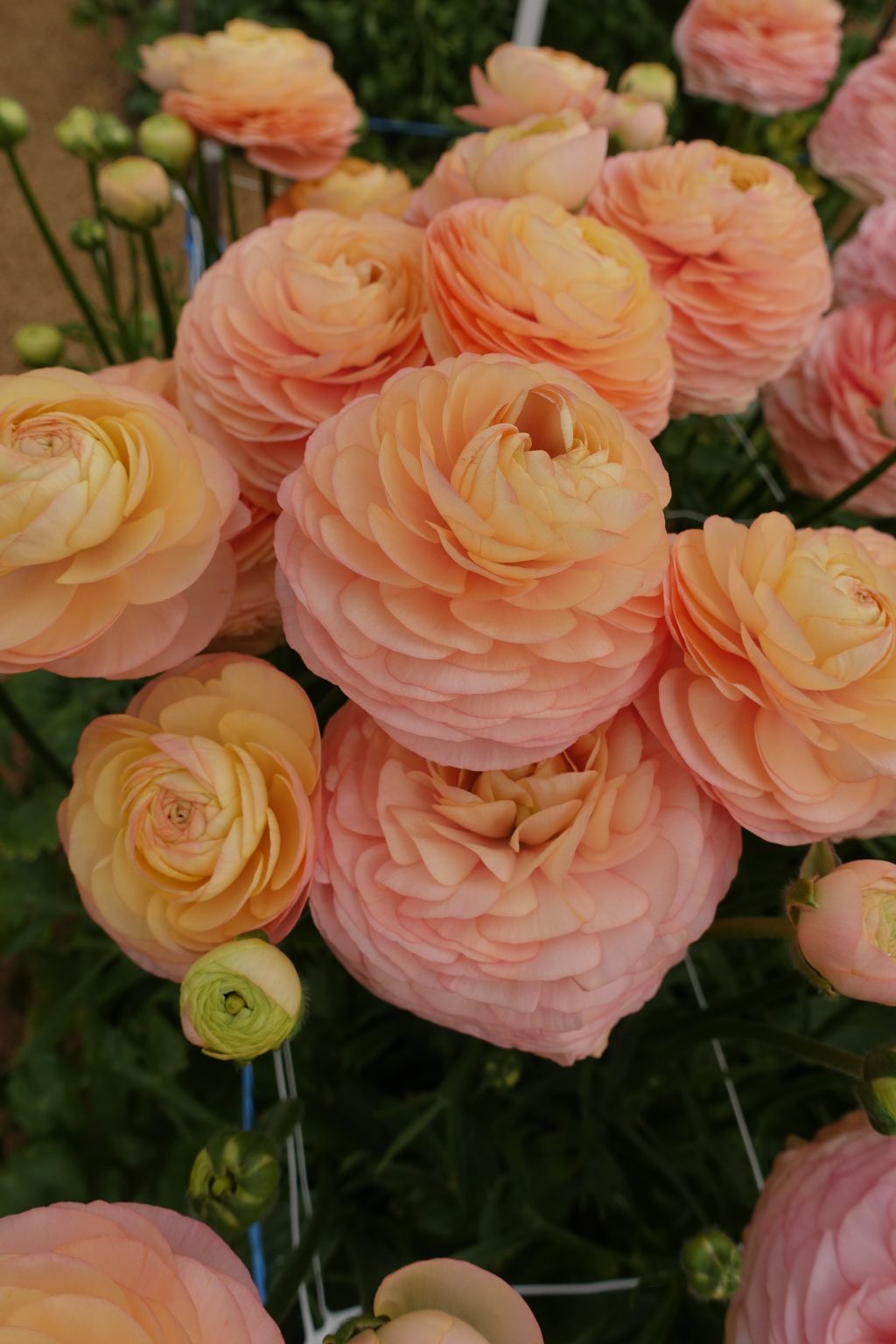 Ranunculus Romance™ Salerno®