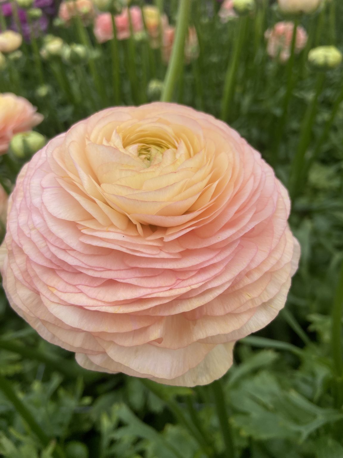 Ranunculus Romance™ Salerno®