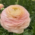 Ranunculus Romance™ Salerno®