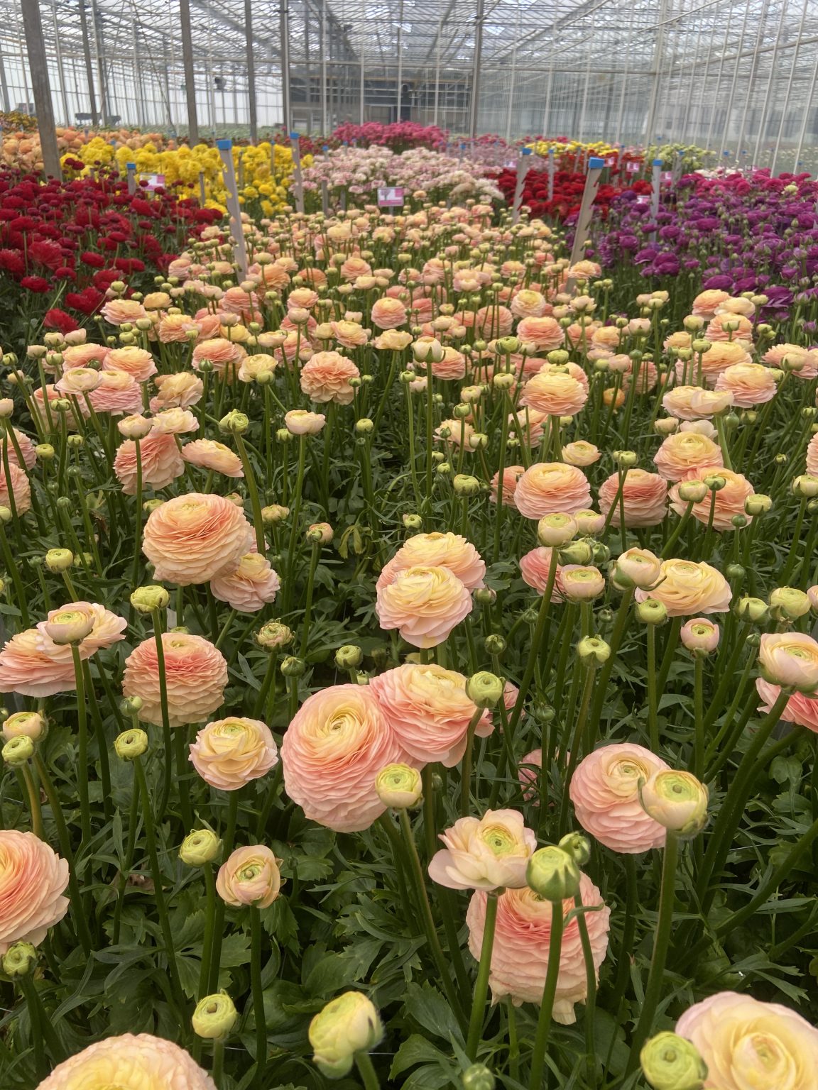 Ranunculus Romance™ Salerno®