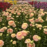 Ranunculus Romance™ Salerno®