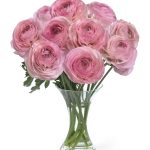 Ranunculus Romance™ Seine®