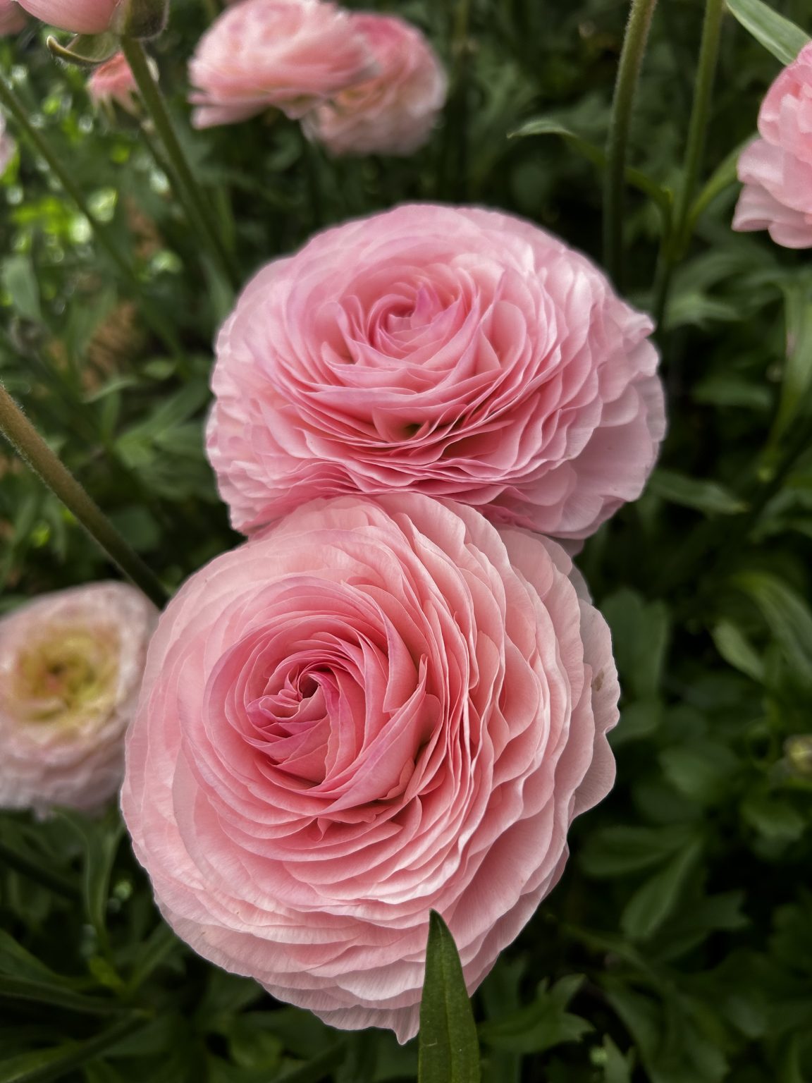 Ranunculus Romance™ Seine®