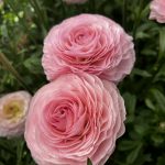 Ranunculus Romance™ Seine®