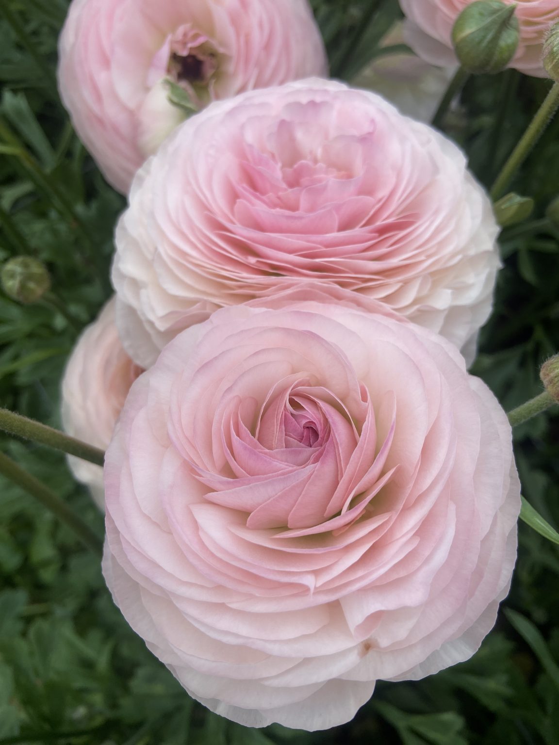 Ranunculus Romance™ Seine®