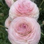 Ranunculus Romance™ Seine®