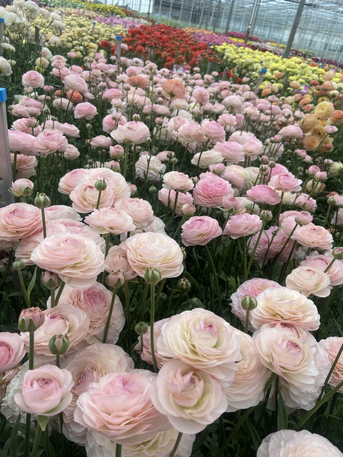 Ranunculus Romance™ Seine®