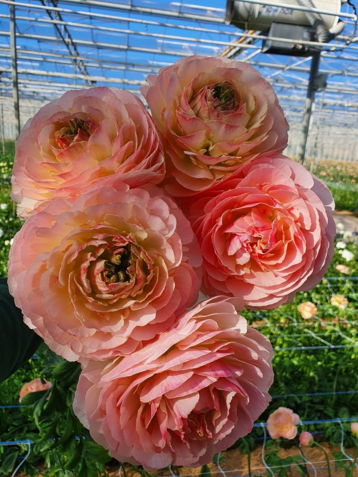 Pink flower Ranunculus Romance™ Maritime®