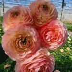 Pink flower Ranunculus Romance™ Maritime®
