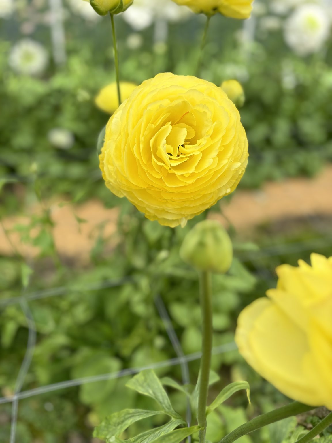 Ranunculus Supreme Yellow®