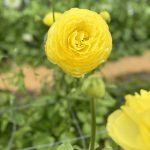 Ranunculus Supreme Yellow®