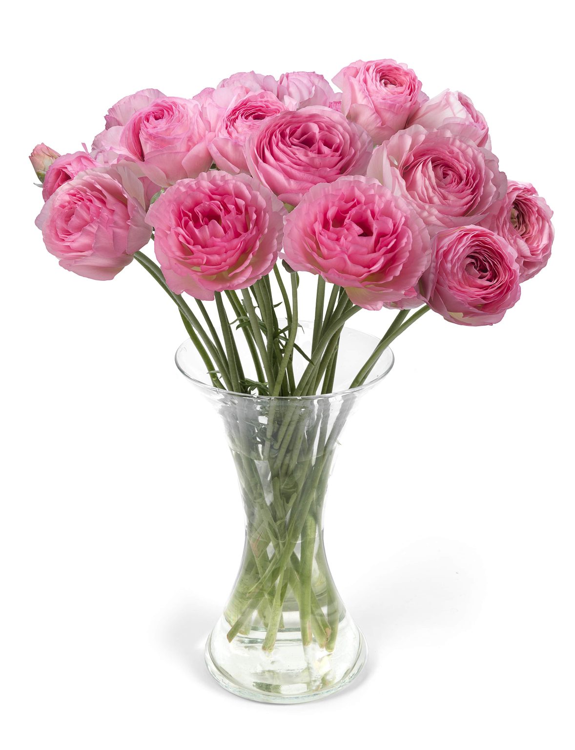 Ranunculus Romance™ Vallière®