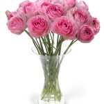 Ranunculus Romance™ Vallière®