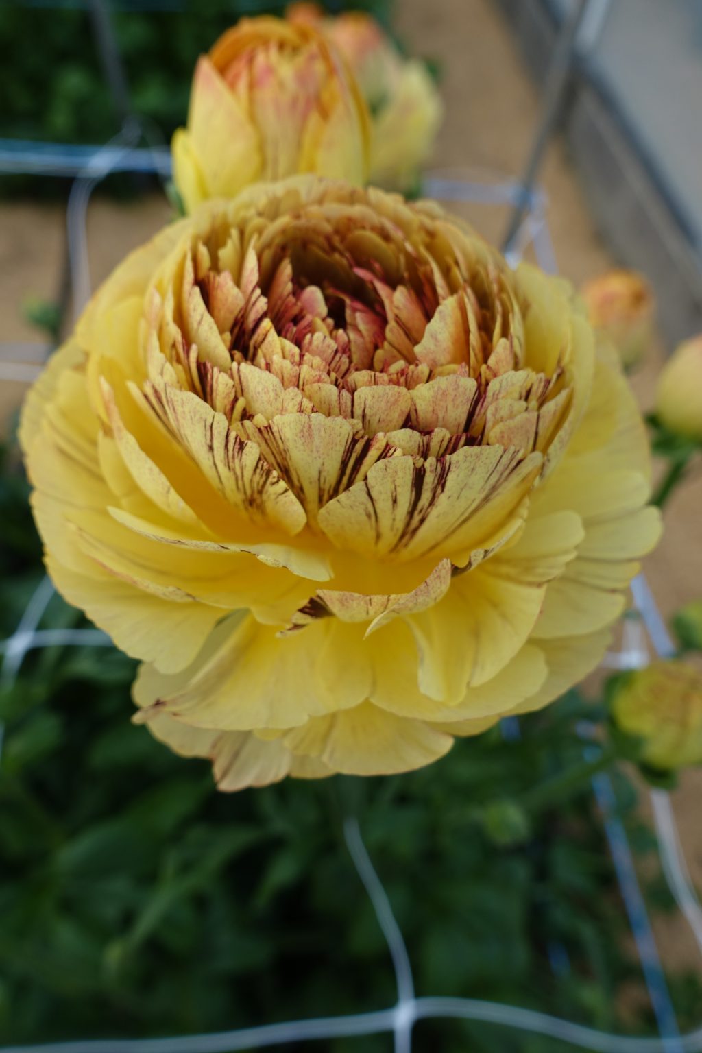 Ranunculus Brushmark Verona®