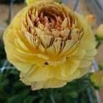 Ranunculus Brushmark Verona®