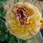 Ranunculus Brushmark Verona®