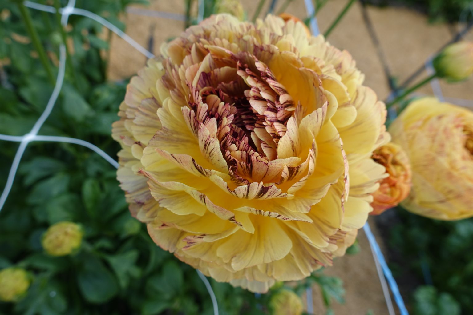 Ranunculus Brushmark Verona®