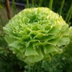 Green Ranunculus flowers