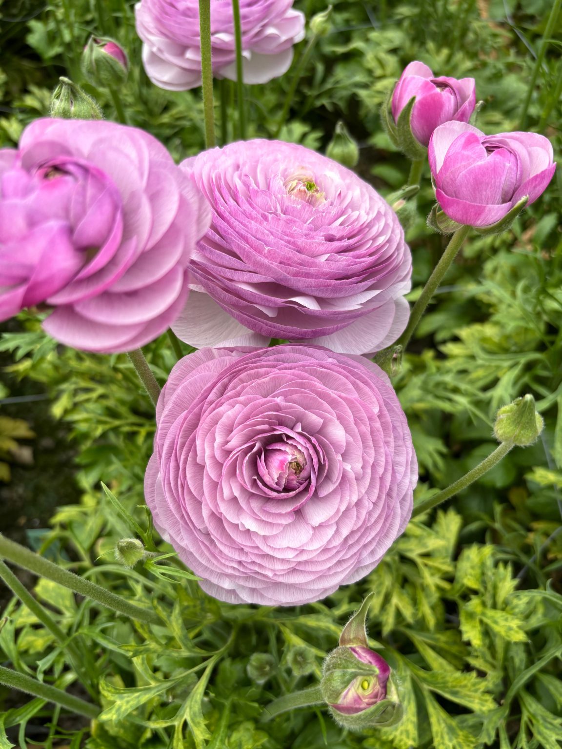 Ranunculus Romance™ Gascogne® purple flower