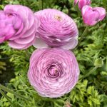 Ranunculus Romance™ Gascogne® purple flower