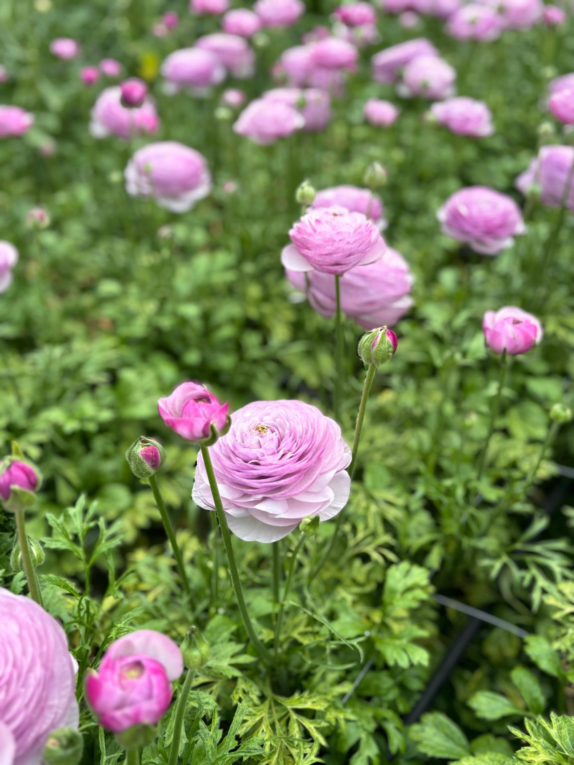 Purple flower Ranunculus Romance™ Gascogne®