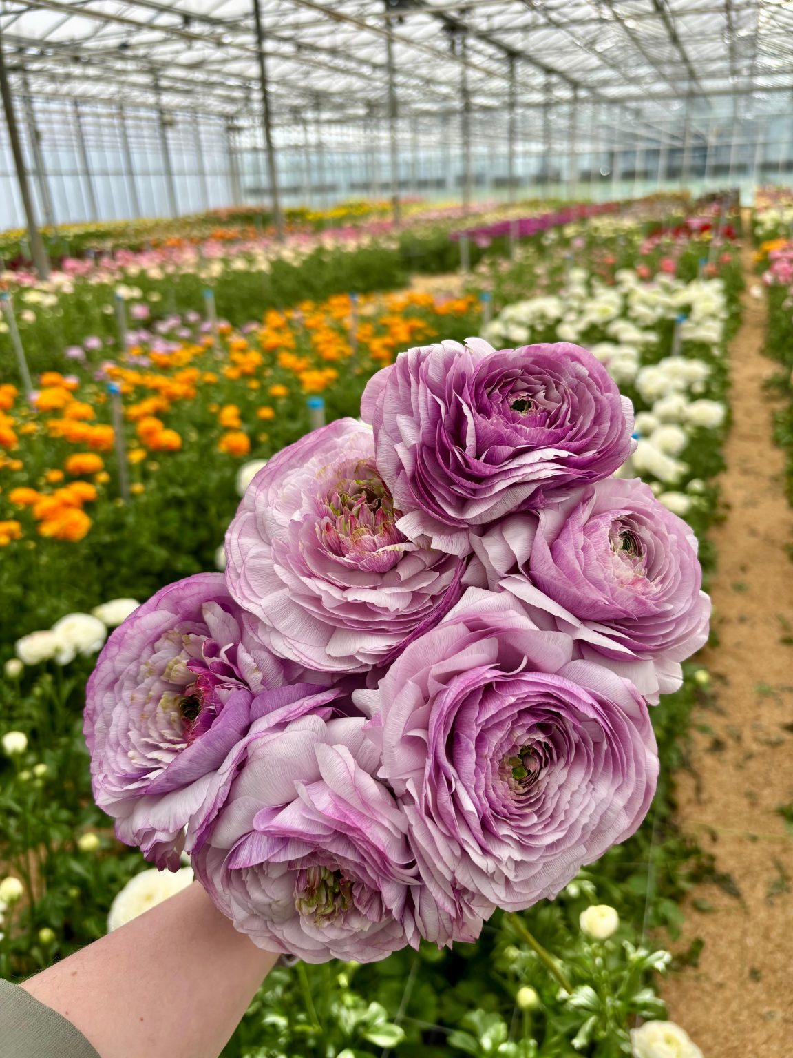 Purple flower Ranunculus Romance™ Gascogne®
