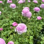 Purple flower Ranunculus Romance™ Gascogne®