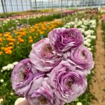Purple flower Ranunculus Romance™ Gascogne®