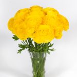 Yellow flower Ranunculus Romance™ Kitila®