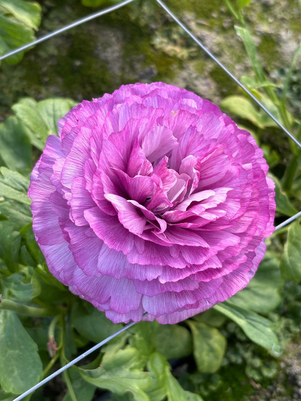 Purple flower Ranunculus Romance™ Loubers®