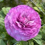 Purple flower Ranunculus Romance™ Loubers®