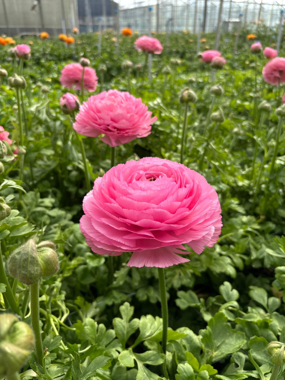 Pink flower Ranunculus Romance™ Louise®