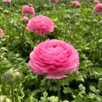 Pink flower Ranunculus Romance™ Louise®