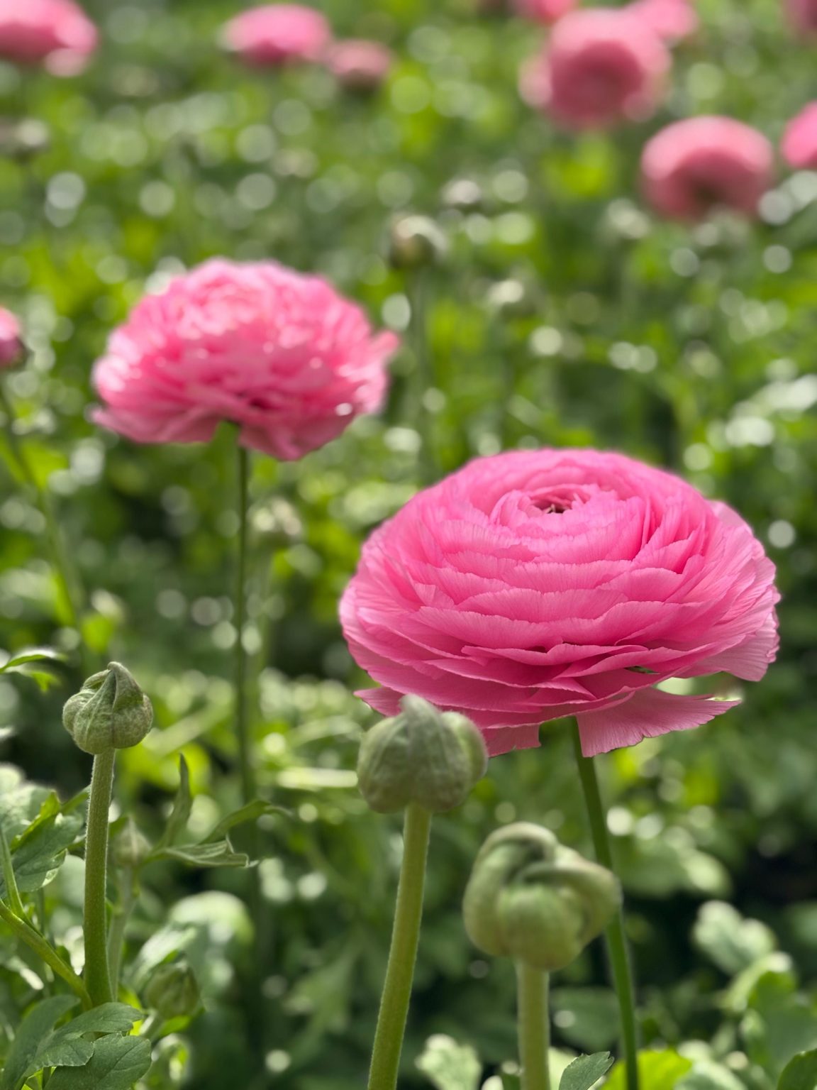 Pink flower Ranunculus Romance™ Louise®