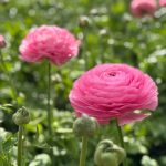 Pink flower Ranunculus Romance™ Louise®
