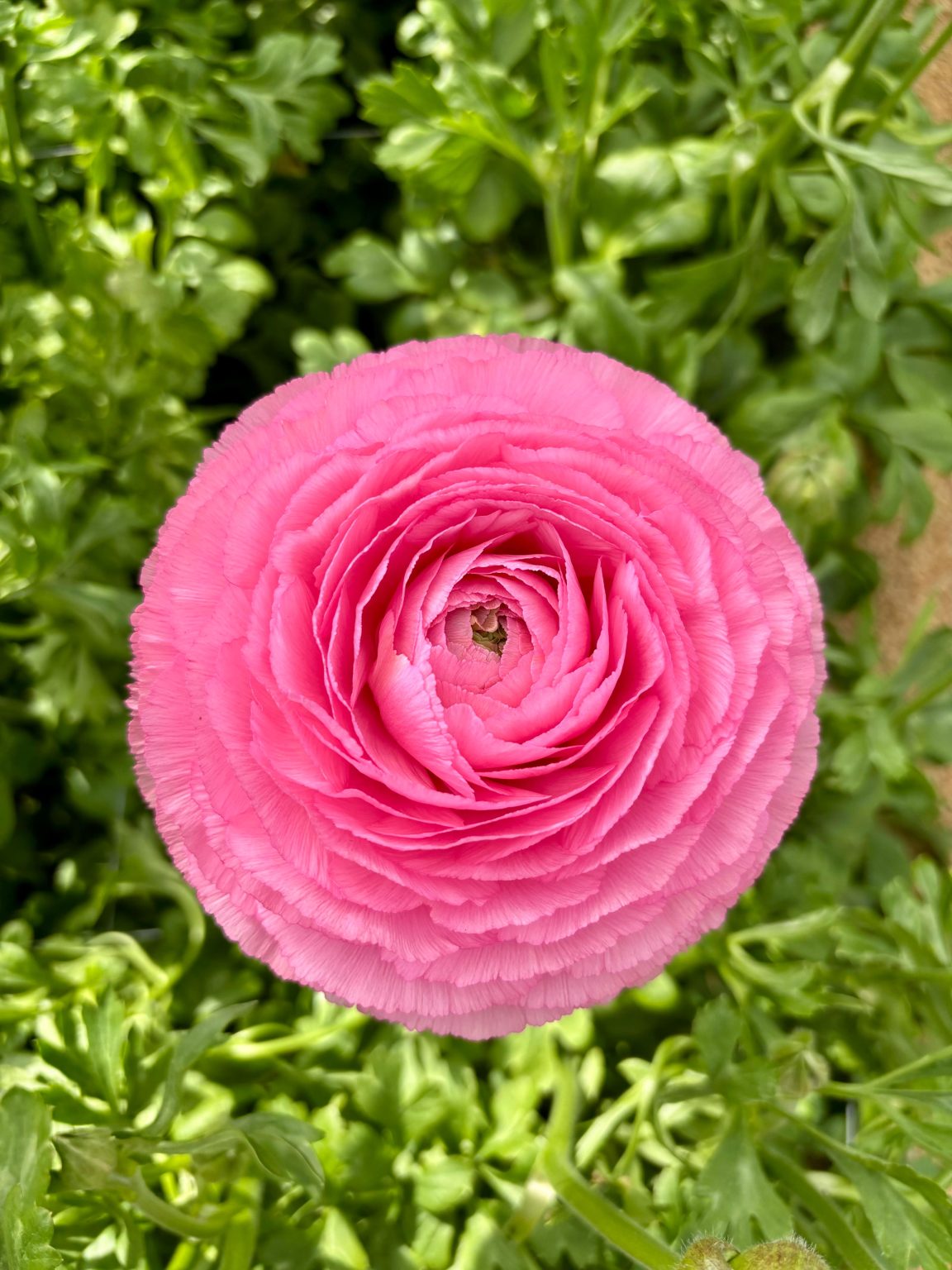 Pink flower Ranunculus Romance™ Louise®