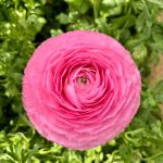 Pink flower Ranunculus Romance™ Louise®