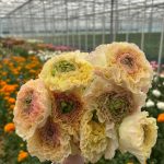 Cream flower Ranunculus Romance™ Morvan®