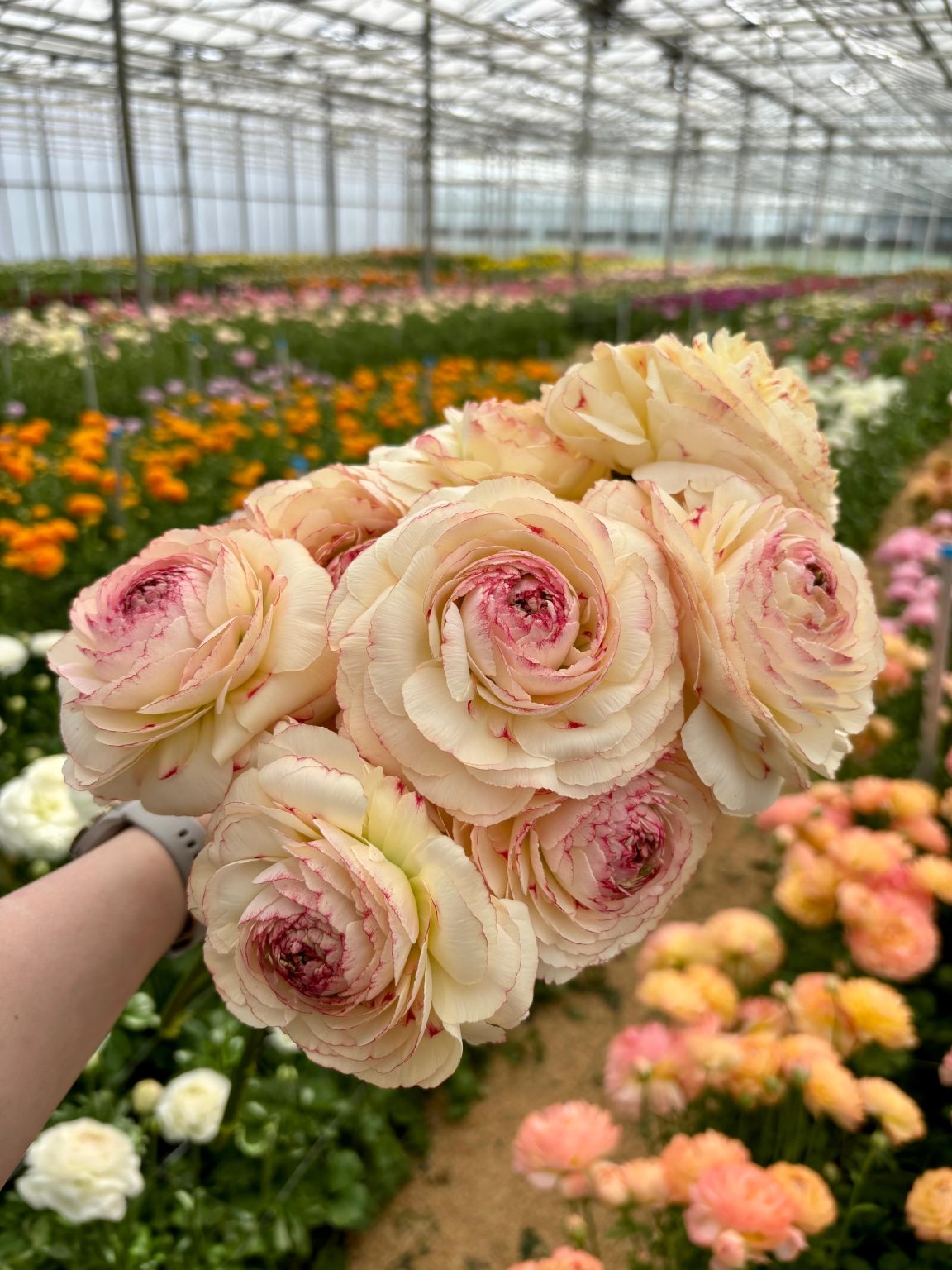 Cream pink flower Ranunculus Romance™ Orleans®