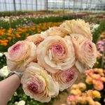 Cream pink flower Ranunculus Romance™ Orleans®