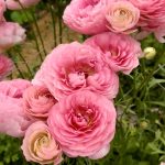 Ranunculus Romance™ Vallière®