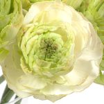 Ranunculus Supreme Light Green®