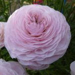 Supreme Light Pink®